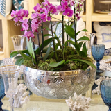 Planter Jaipur