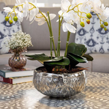 Planter Jaipur